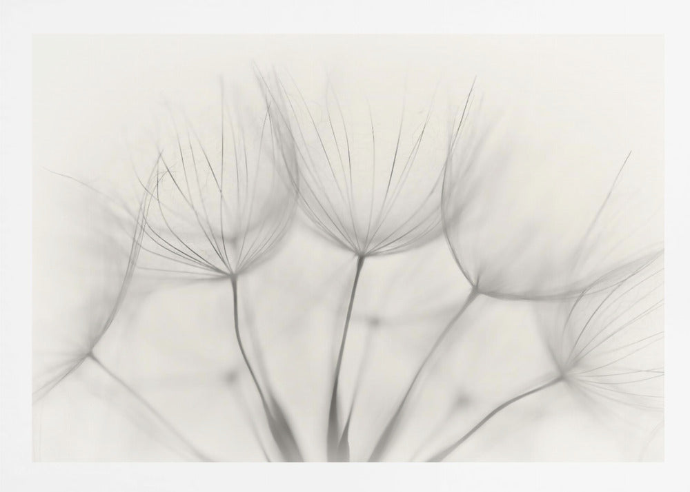 A soft-focus, monochrome macro photograph of several delicate dandelion seeds against a light cream background, presented in a silver frame. Artwork
