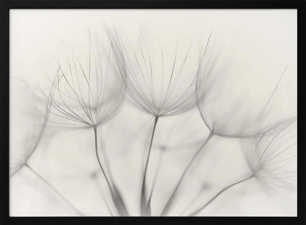 A soft-focus, monochrome macro photograph of several delicate dandelion seeds against a light cream background, presented in a silver frame. Artwork