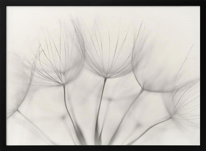 A soft-focus, monochrome macro photograph of several delicate dandelion seeds against a light cream background, presented in a silver frame. Artwork
