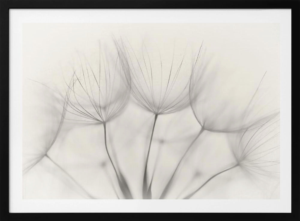 A soft-focus, monochrome macro photograph of several delicate dandelion seeds against a light cream background, presented in a silver frame. Artwork