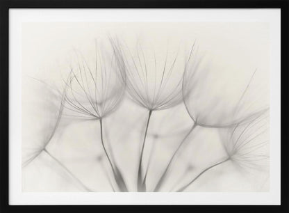 A soft-focus, monochrome macro photograph of several delicate dandelion seeds against a light cream background, presented in a silver frame. Artwork