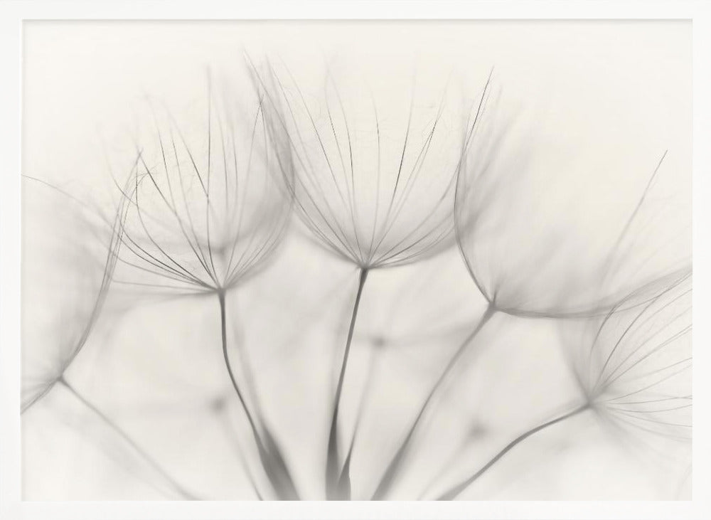 A soft-focus, monochrome macro photograph of several delicate dandelion seeds against a light cream background, presented in a silver frame. Artwork