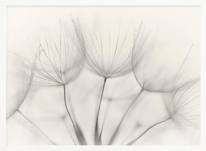 A soft-focus, monochrome macro photograph of several delicate dandelion seeds against a light cream background, presented in a silver frame. Artwork