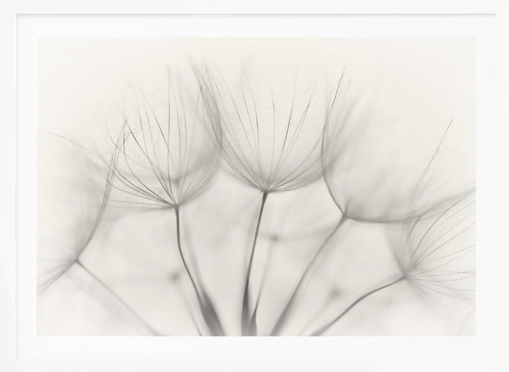 A soft-focus, monochrome macro photograph of several delicate dandelion seeds against a light cream background, presented in a silver frame. Artwork