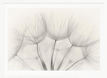 A soft-focus, monochrome macro photograph of several delicate dandelion seeds against a light cream background, presented in a silver frame. Artwork