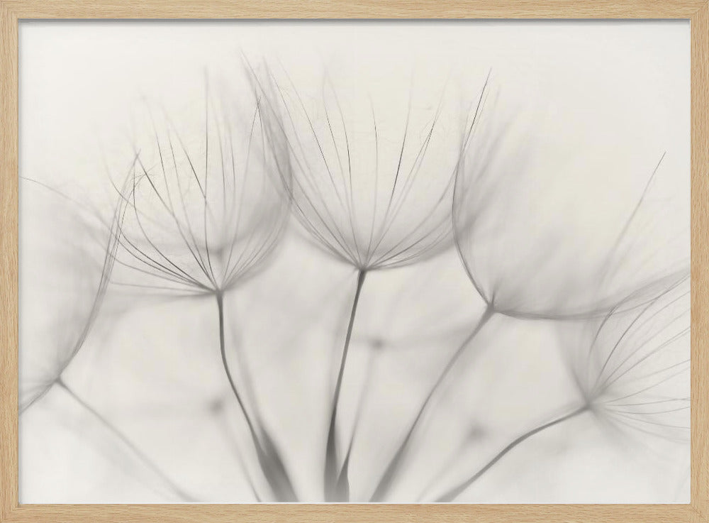 A soft-focus, monochrome macro photograph of several delicate dandelion seeds against a light cream background, presented in a silver frame. Artwork
