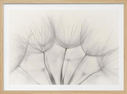 A soft-focus, monochrome macro photograph of several delicate dandelion seeds against a light cream background, presented in a silver frame. Artwork