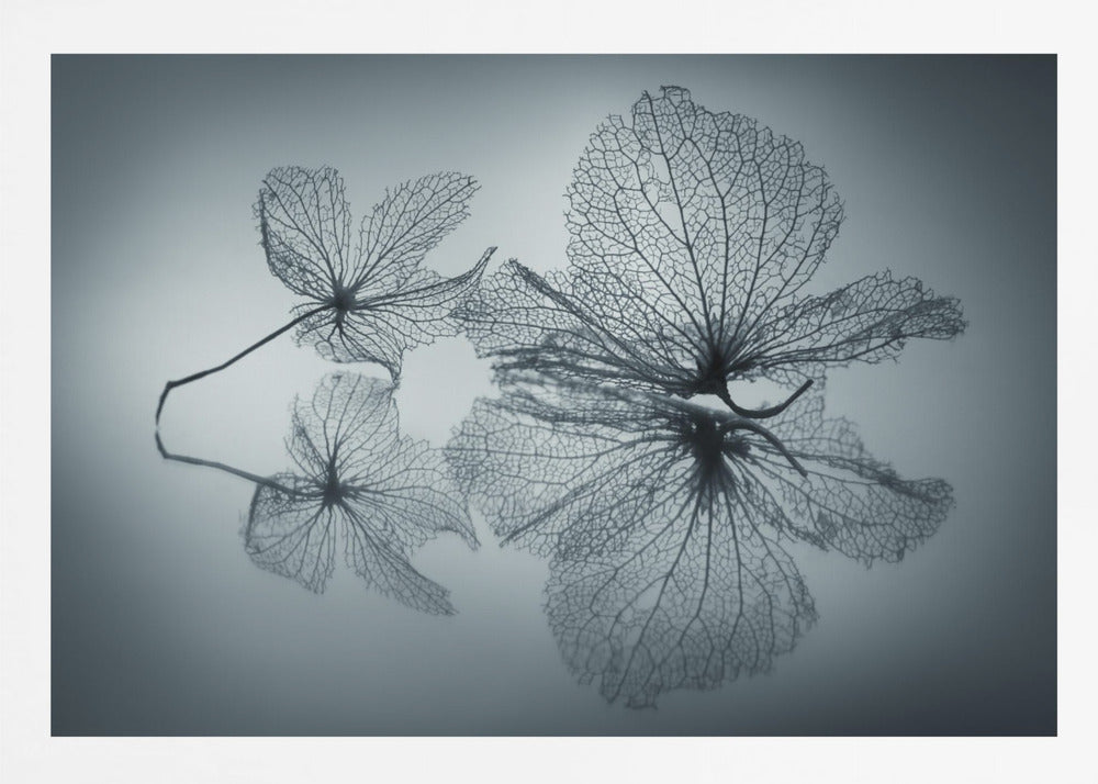 A framed, monochromatic photograph of two delicate skeleton flowers resting on a reflective surface. The intricate, web-like veins of the dried flowers are shown in close-up detail, and their faint reflections are visible below. The background is a soft, out-of-focus gray gradient. Artwork