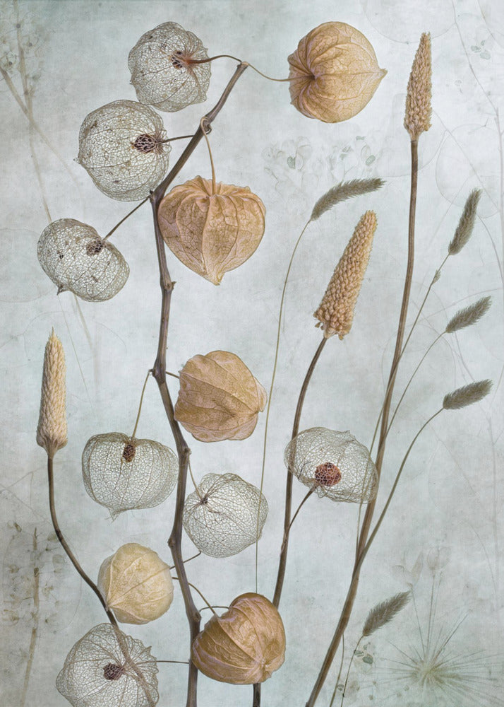 A delicate botanical still life photograph featuring dried Chinese lantern plants and various grasses against a textured, muted sage green background. Some of the lantern husks are solid and papery brown, while others are skeletal, showing the intricate vein structure. Print