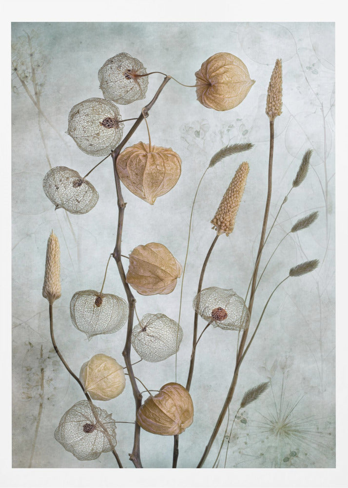 A delicate botanical still life photograph featuring dried Chinese lantern plants and various grasses against a textured, muted sage green background. Some of the lantern husks are solid and papery brown, while others are skeletal, showing the intricate vein structure. Print