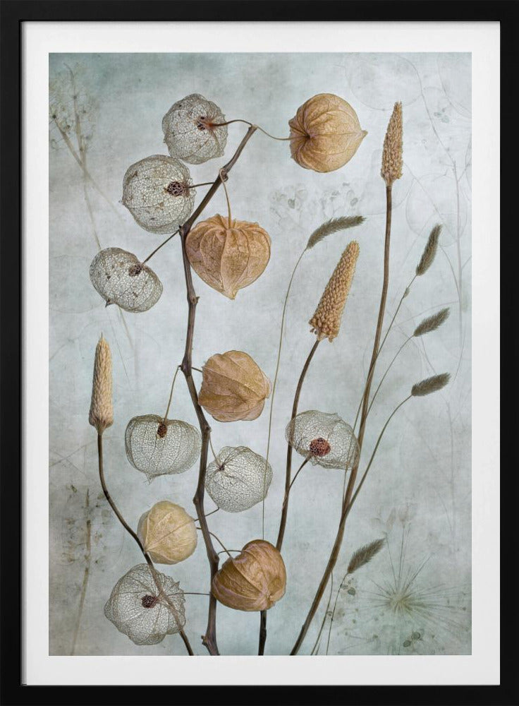 A delicate botanical still life photograph featuring dried Chinese lantern plants and various grasses against a textured, muted sage green background. Some of the lantern husks are solid and papery brown, while others are skeletal, showing the intricate vein structure. Print
