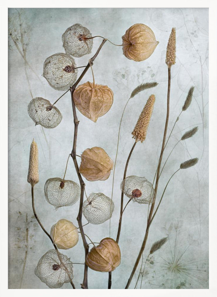 A delicate botanical still life photograph featuring dried Chinese lantern plants and various grasses against a textured, muted sage green background. Some of the lantern husks are solid and papery brown, while others are skeletal, showing the intricate vein structure. Print
