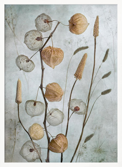 A delicate botanical still life photograph featuring dried Chinese lantern plants and various grasses against a textured, muted sage green background. Some of the lantern husks are solid and papery brown, while others are skeletal, showing the intricate vein structure. Print