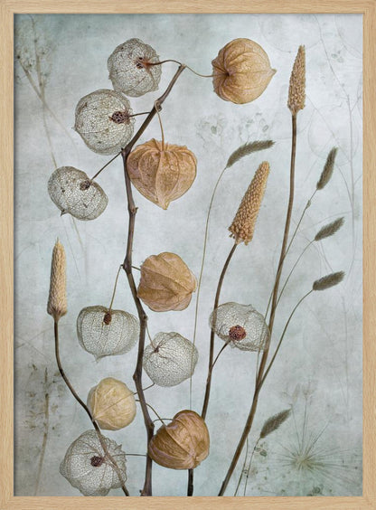 A delicate botanical still life photograph featuring dried Chinese lantern plants and various grasses against a textured, muted sage green background. Some of the lantern husks are solid and papery brown, while others are skeletal, showing the intricate vein structure. Print