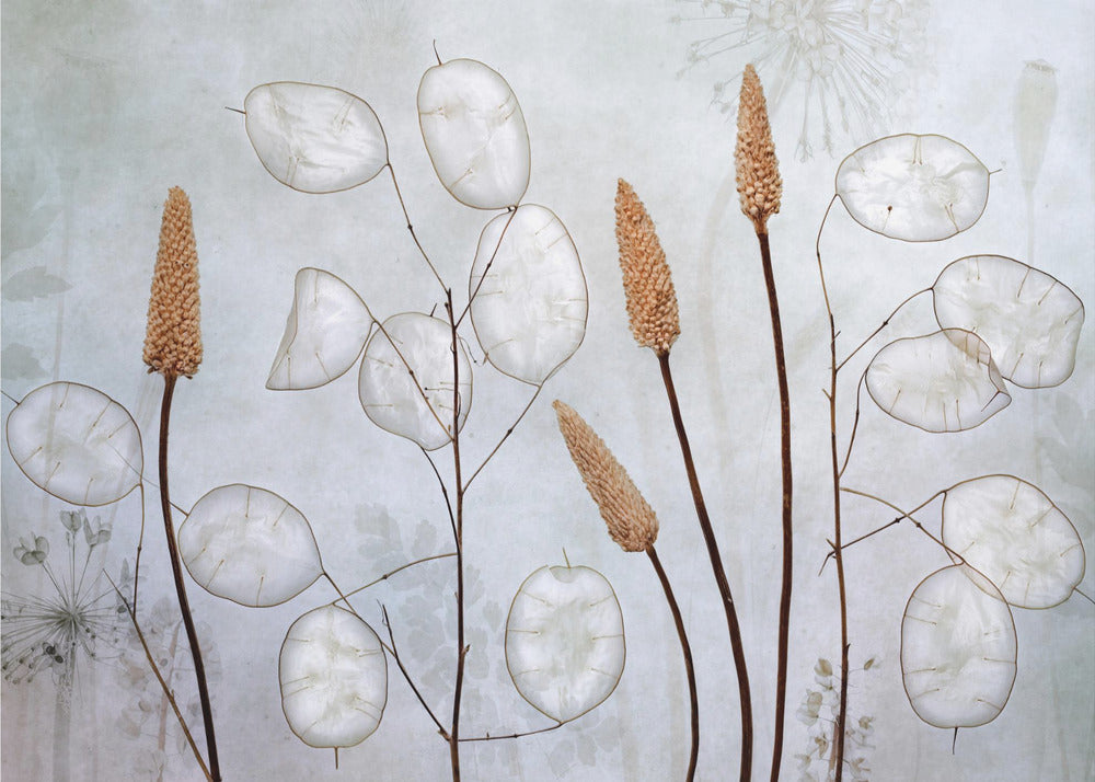 A framed botanical artwork featuring delicate dried stems of silver dollar plants (Lunaria annua) with their translucent white pods, alongside taller brown grasses. The arrangement is set against a muted, pale blue-gray background with faint floral imprints, creating a serene and natural composition. Wall Art