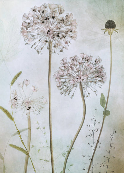 A framed botanical artwork featuring a variety of delicate wildflowers, including several large, round, light pink allium heads with dark centers, on long slender stems against a pale, textured green and beige background. Decor