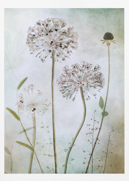 A framed botanical artwork featuring a variety of delicate wildflowers, including several large, round, light pink allium heads with dark centers, on long slender stems against a pale, textured green and beige background. Decor