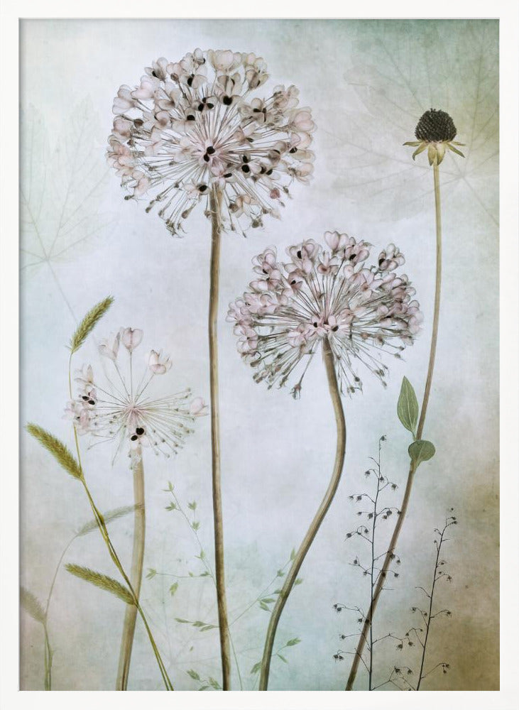 A framed botanical artwork featuring a variety of delicate wildflowers, including several large, round, light pink allium heads with dark centers, on long slender stems against a pale, textured green and beige background. Decor