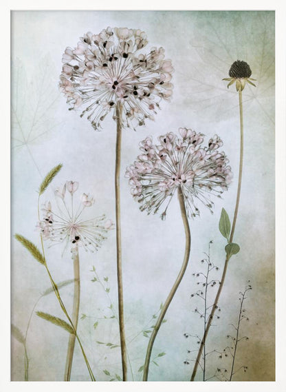 A framed botanical artwork featuring a variety of delicate wildflowers, including several large, round, light pink allium heads with dark centers, on long slender stems against a pale, textured green and beige background. Decor