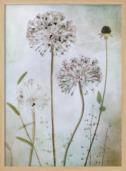 A framed botanical artwork featuring a variety of delicate wildflowers, including several large, round, light pink allium heads with dark centers, on long slender stems against a pale, textured green and beige background. Decor