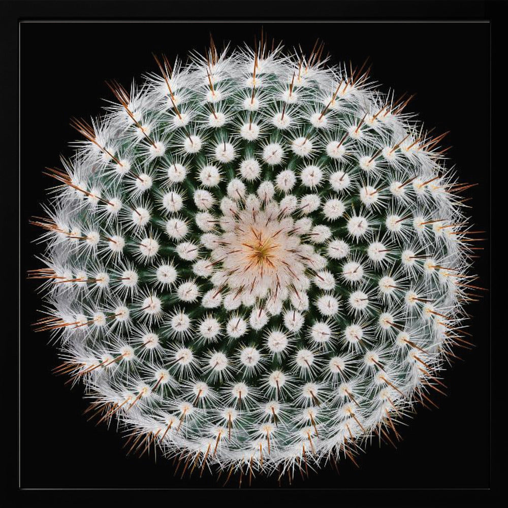 A macro, top-down photograph of a spherical cactus with dense white spines forming a spiral pattern against a stark black background. The artwork is presented in a light wood frame. Artwork