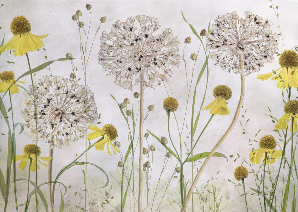 A framed botanical artwork featuring a delicate arrangement of pressed and dried flowers. Large, spherical white allium seed heads stand tall among numerous yellow coneflowers with prominent centers. Slender green stems and leaves fill the composition against a soft, light-textured background, creating a serene, natural scene. Decor