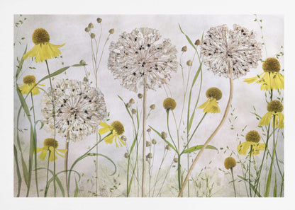 A framed botanical artwork featuring a delicate arrangement of pressed and dried flowers. Large, spherical white allium seed heads stand tall among numerous yellow coneflowers with prominent centers. Slender green stems and leaves fill the composition against a soft, light-textured background, creating a serene, natural scene. Decor