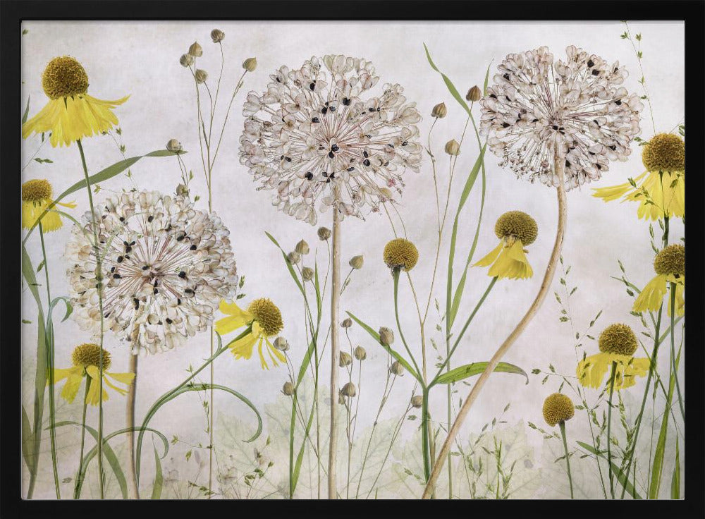 A framed botanical artwork featuring a delicate arrangement of pressed and dried flowers. Large, spherical white allium seed heads stand tall among numerous yellow coneflowers with prominent centers. Slender green stems and leaves fill the composition against a soft, light-textured background, creating a serene, natural scene. Decor