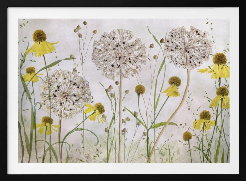 A framed botanical artwork featuring a delicate arrangement of pressed and dried flowers. Large, spherical white allium seed heads stand tall among numerous yellow coneflowers with prominent centers. Slender green stems and leaves fill the composition against a soft, light-textured background, creating a serene, natural scene. Decor