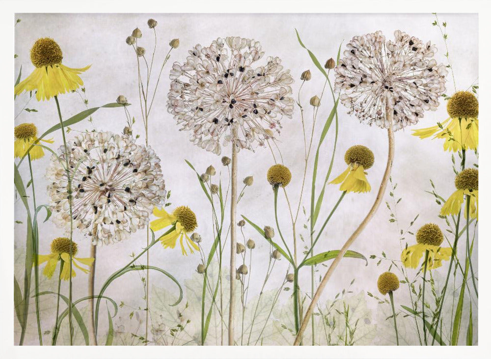 A framed botanical artwork featuring a delicate arrangement of pressed and dried flowers. Large, spherical white allium seed heads stand tall among numerous yellow coneflowers with prominent centers. Slender green stems and leaves fill the composition against a soft, light-textured background, creating a serene, natural scene. Decor