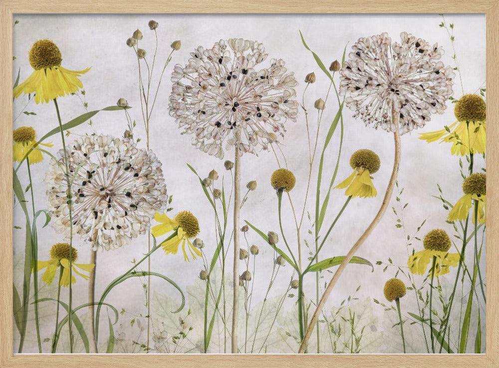 A framed botanical artwork featuring a delicate arrangement of pressed and dried flowers. Large, spherical white allium seed heads stand tall among numerous yellow coneflowers with prominent centers. Slender green stems and leaves fill the composition against a soft, light-textured background, creating a serene, natural scene. Decor