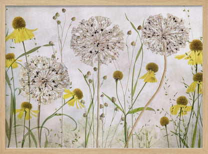 A framed botanical artwork featuring a delicate arrangement of pressed and dried flowers. Large, spherical white allium seed heads stand tall among numerous yellow coneflowers with prominent centers. Slender green stems and leaves fill the composition against a soft, light-textured background, creating a serene, natural scene. Decor