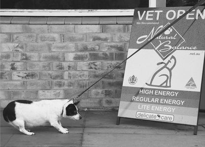 A framed, black and white photograph of a small, stout, black and white dog on a leash. The dog is crouched low and appears to be stubbornly resisting being pulled towards a large A-frame sign that reads 'VET OPEN' and advertises 'Natural Balance' dog food, with options like 'HIGH ENERGY' and 'LITE ENERGY', creating a humorous contrast. Poster