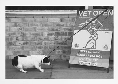 A framed, black and white photograph of a small, stout, black and white dog on a leash. The dog is crouched low and appears to be stubbornly resisting being pulled towards a large A-frame sign that reads 'VET OPEN' and advertises 'Natural Balance' dog food, with options like 'HIGH ENERGY' and 'LITE ENERGY', creating a humorous contrast. Poster