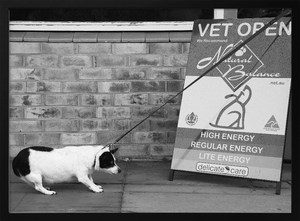 A framed, black and white photograph of a small, stout, black and white dog on a leash. The dog is crouched low and appears to be stubbornly resisting being pulled towards a large A-frame sign that reads 'VET OPEN' and advertises 'Natural Balance' dog food, with options like 'HIGH ENERGY' and 'LITE ENERGY', creating a humorous contrast. Poster