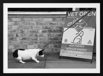 A framed, black and white photograph of a small, stout, black and white dog on a leash. The dog is crouched low and appears to be stubbornly resisting being pulled towards a large A-frame sign that reads 'VET OPEN' and advertises 'Natural Balance' dog food, with options like 'HIGH ENERGY' and 'LITE ENERGY', creating a humorous contrast. Poster