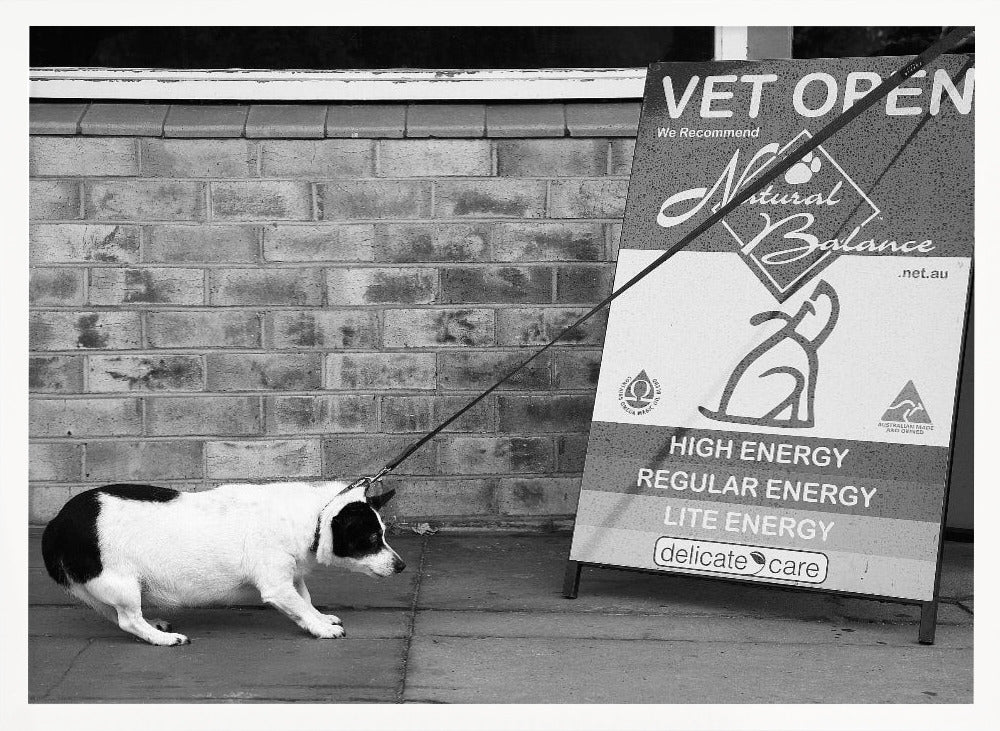 A framed, black and white photograph of a small, stout, black and white dog on a leash. The dog is crouched low and appears to be stubbornly resisting being pulled towards a large A-frame sign that reads 'VET OPEN' and advertises 'Natural Balance' dog food, with options like 'HIGH ENERGY' and 'LITE ENERGY', creating a humorous contrast. Poster