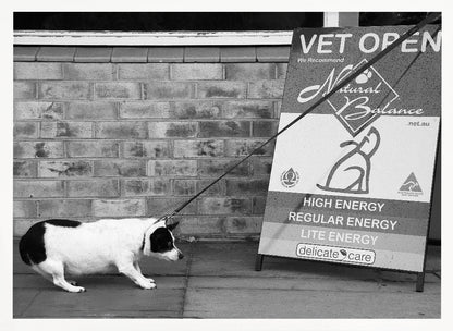 A framed, black and white photograph of a small, stout, black and white dog on a leash. The dog is crouched low and appears to be stubbornly resisting being pulled towards a large A-frame sign that reads 'VET OPEN' and advertises 'Natural Balance' dog food, with options like 'HIGH ENERGY' and 'LITE ENERGY', creating a humorous contrast. Poster