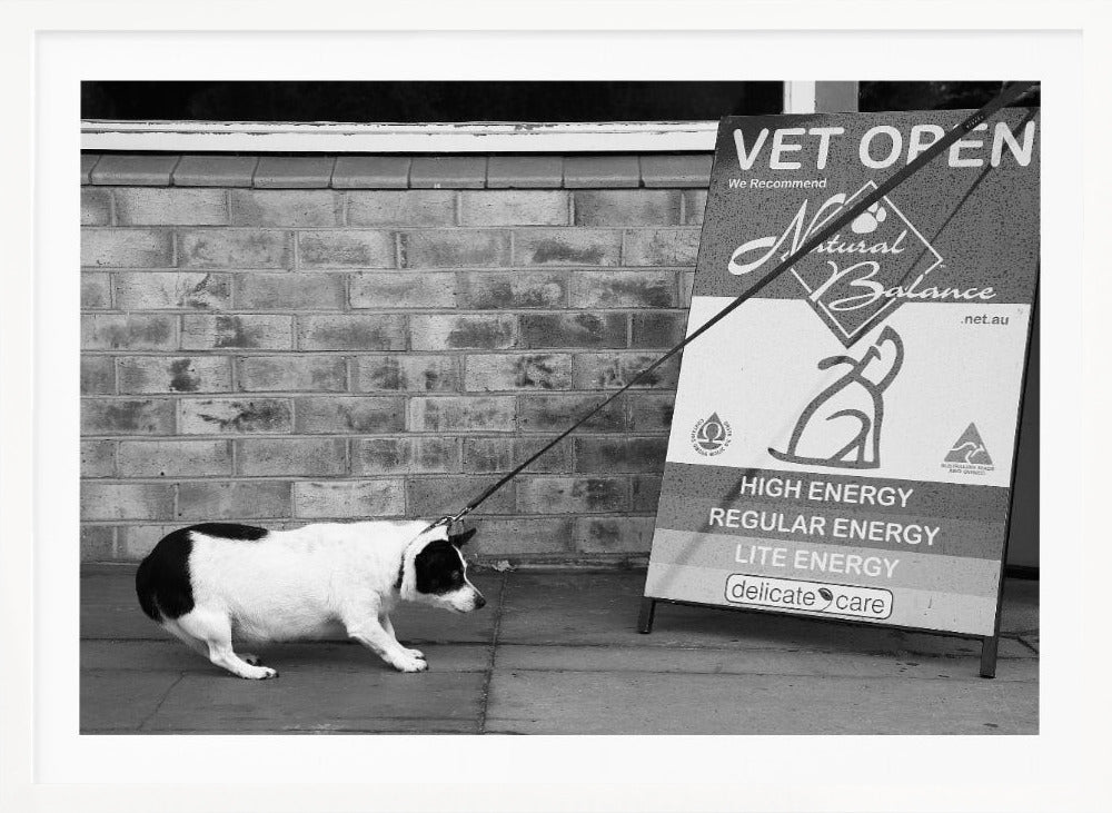A framed, black and white photograph of a small, stout, black and white dog on a leash. The dog is crouched low and appears to be stubbornly resisting being pulled towards a large A-frame sign that reads 'VET OPEN' and advertises 'Natural Balance' dog food, with options like 'HIGH ENERGY' and 'LITE ENERGY', creating a humorous contrast. Poster