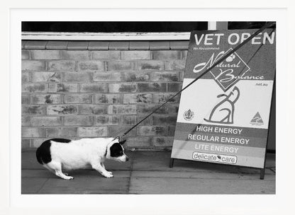 A framed, black and white photograph of a small, stout, black and white dog on a leash. The dog is crouched low and appears to be stubbornly resisting being pulled towards a large A-frame sign that reads 'VET OPEN' and advertises 'Natural Balance' dog food, with options like 'HIGH ENERGY' and 'LITE ENERGY', creating a humorous contrast. Poster