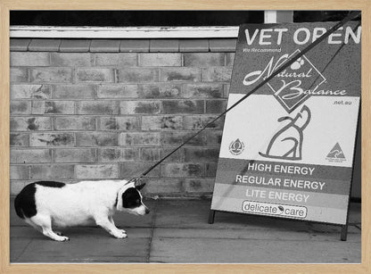 A framed, black and white photograph of a small, stout, black and white dog on a leash. The dog is crouched low and appears to be stubbornly resisting being pulled towards a large A-frame sign that reads 'VET OPEN' and advertises 'Natural Balance' dog food, with options like 'HIGH ENERGY' and 'LITE ENERGY', creating a humorous contrast. Poster