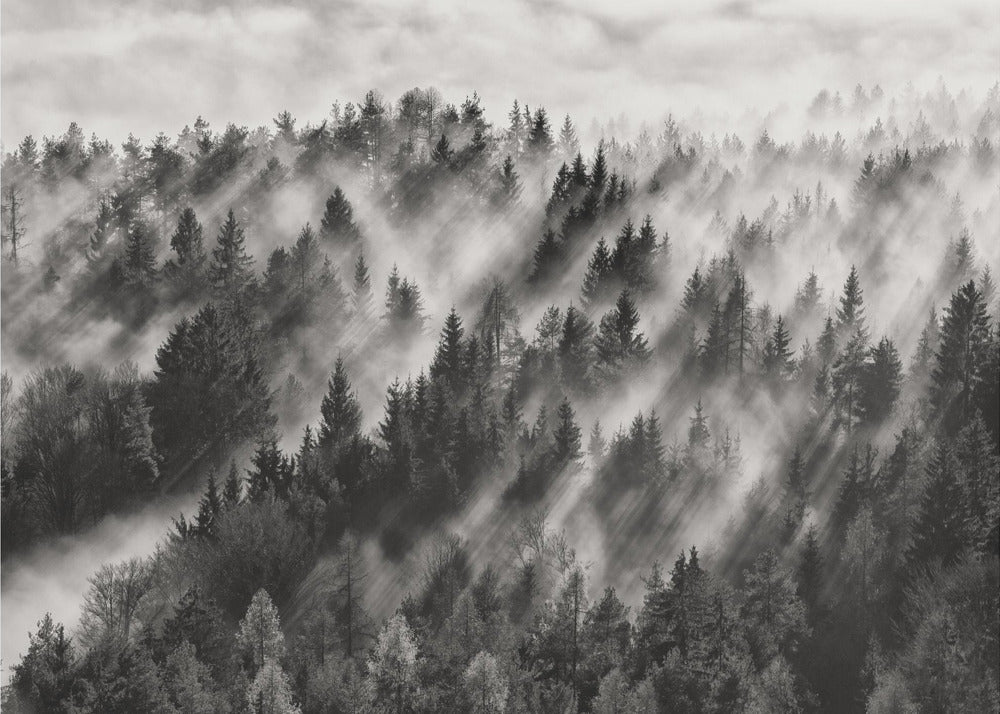 A dramatic black and white photograph of a dense hillside forest shrouded in thick fog. Beams of sunlight pierce through the mist, creating strong light rays across the landscape, all enclosed within a silver frame. Artwork