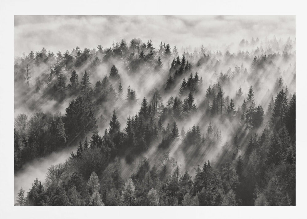 A dramatic black and white photograph of a dense hillside forest shrouded in thick fog. Beams of sunlight pierce through the mist, creating strong light rays across the landscape, all enclosed within a silver frame. Artwork