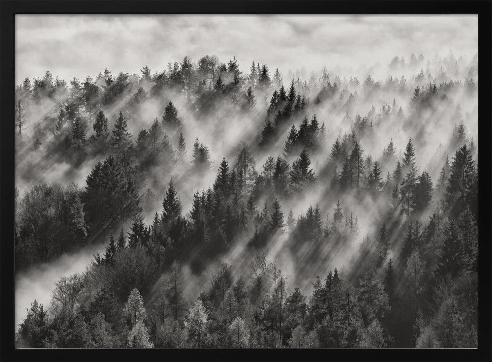 A dramatic black and white photograph of a dense hillside forest shrouded in thick fog. Beams of sunlight pierce through the mist, creating strong light rays across the landscape, all enclosed within a silver frame. Artwork