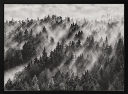 A dramatic black and white photograph of a dense hillside forest shrouded in thick fog. Beams of sunlight pierce through the mist, creating strong light rays across the landscape, all enclosed within a silver frame. Artwork