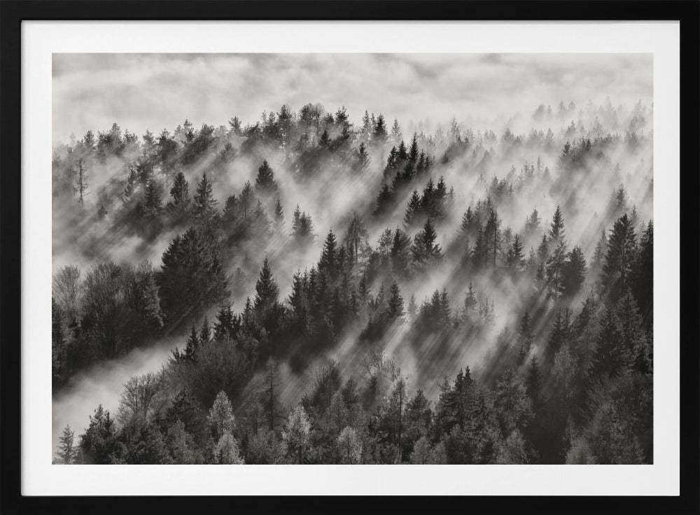 A dramatic black and white photograph of a dense hillside forest shrouded in thick fog. Beams of sunlight pierce through the mist, creating strong light rays across the landscape, all enclosed within a silver frame. Artwork