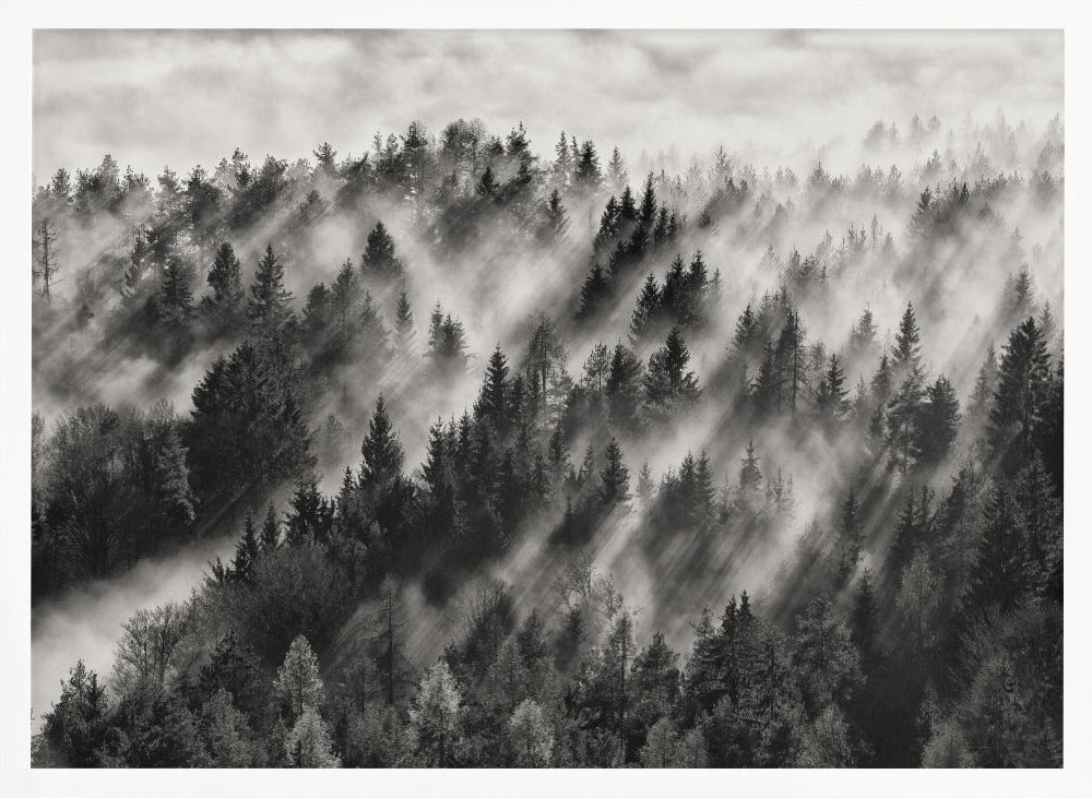 A dramatic black and white photograph of a dense hillside forest shrouded in thick fog. Beams of sunlight pierce through the mist, creating strong light rays across the landscape, all enclosed within a silver frame. Artwork