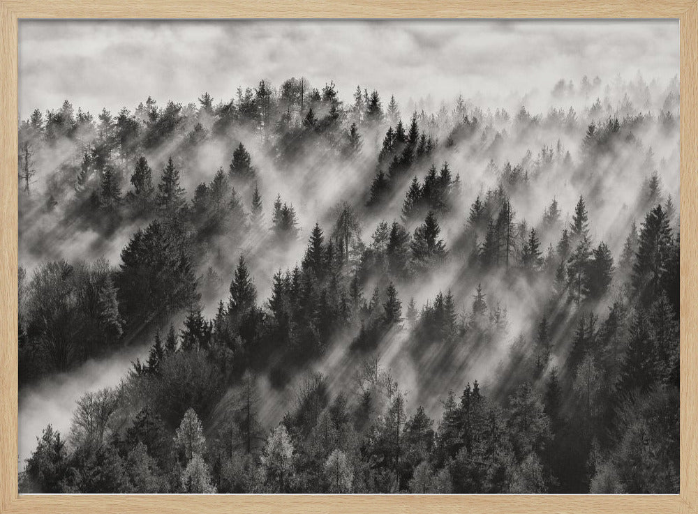 A dramatic black and white photograph of a dense hillside forest shrouded in thick fog. Beams of sunlight pierce through the mist, creating strong light rays across the landscape, all enclosed within a silver frame. Artwork
