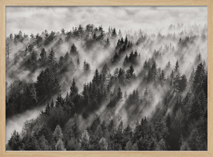A dramatic black and white photograph of a dense hillside forest shrouded in thick fog. Beams of sunlight pierce through the mist, creating strong light rays across the landscape, all enclosed within a silver frame. Artwork
