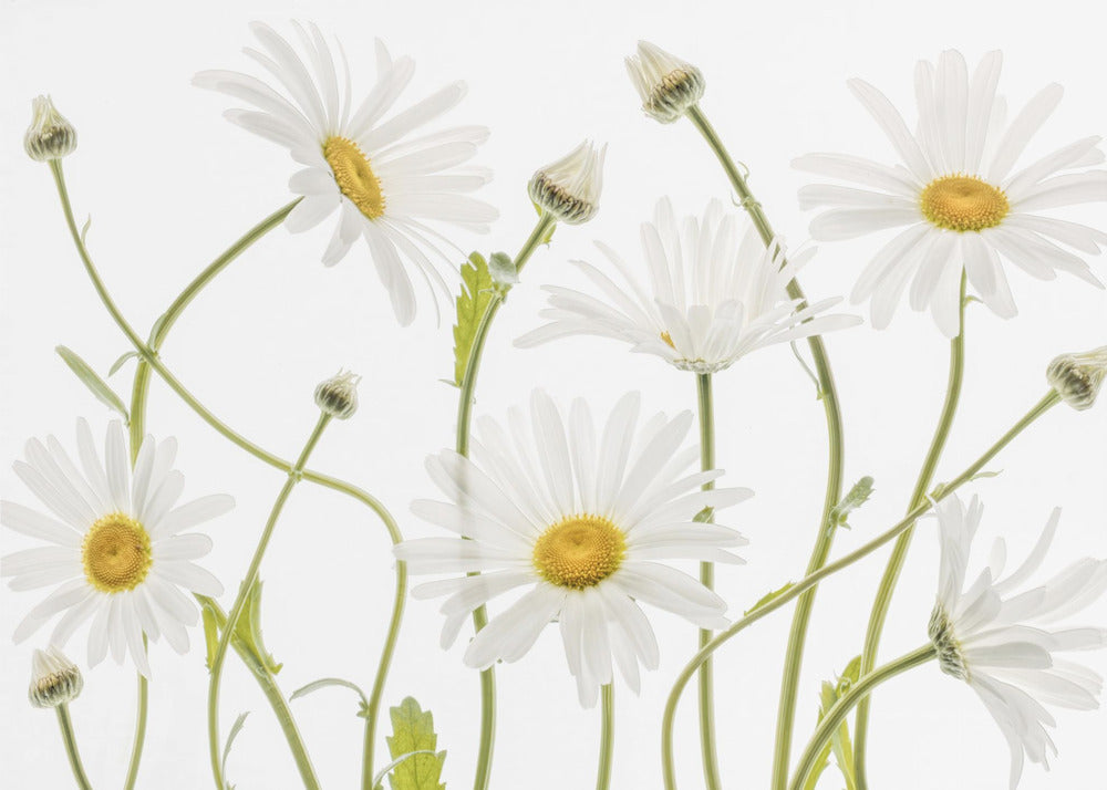 A framed piece of art featuring several white daisies with yellow centers and slender green stems against a clean white background. Some flowers are in full bloom while others are still buds. Wall Art